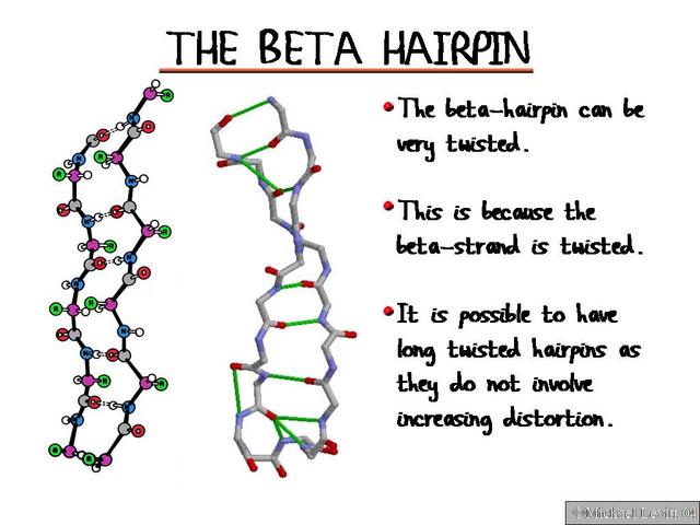 The_Beta_Hairpin
