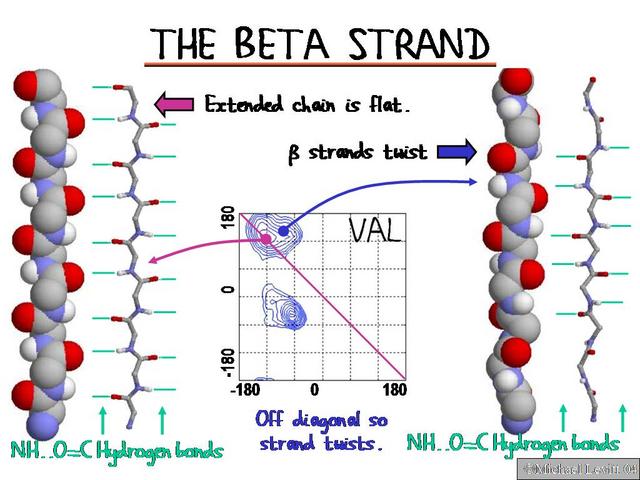 The_Beta_Strand
