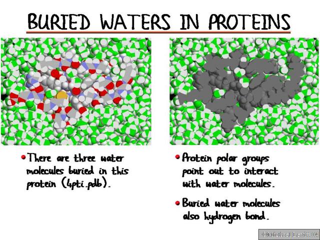 Buried_Waters_in_Proteins
