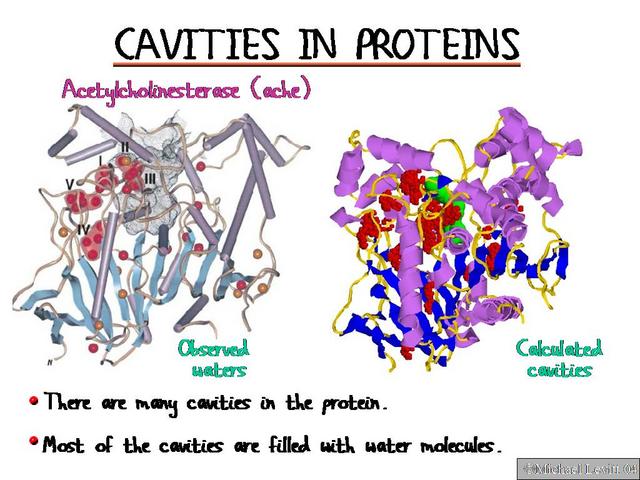 Cavities_in_Proteins