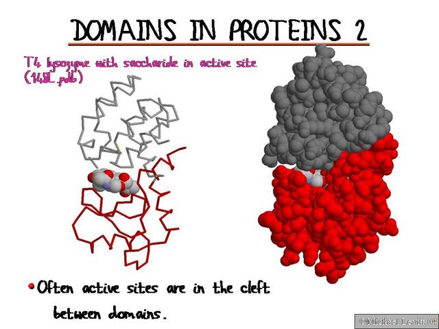 Domains_in_Proteins_2