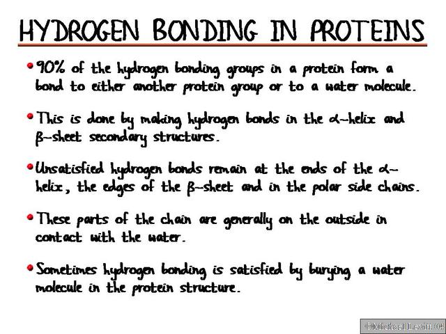 Hydrogen_Bonding_in_Proteins