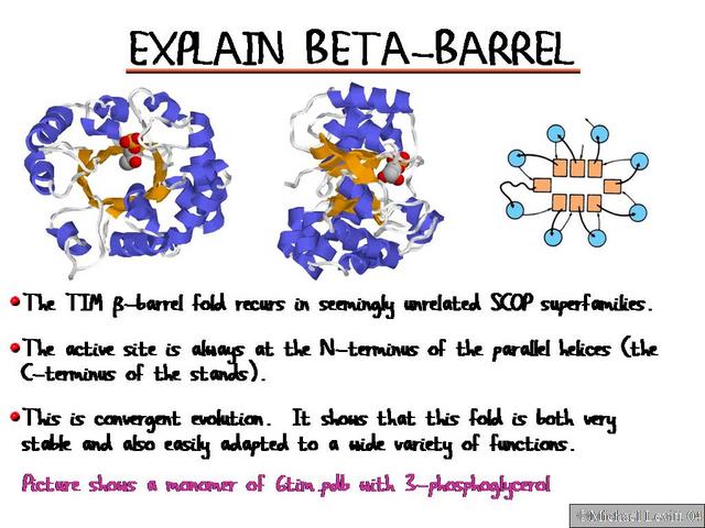Explain_Beta-Barrel