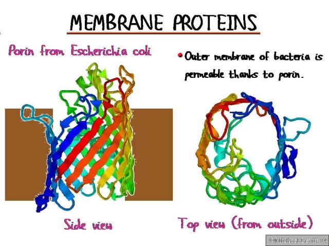 Membrane_Proteins