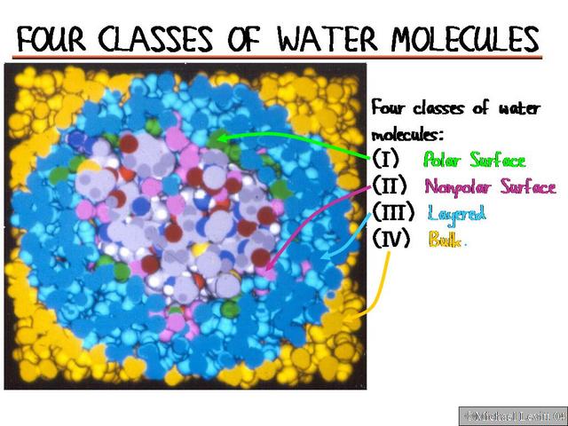 Four_Classes_of_Water_Molecules