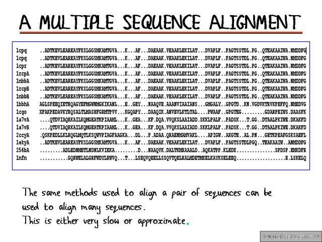 A_Multiple_Sequence_Alignment