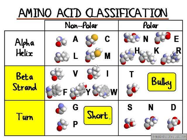 Amino_Acid_Classification