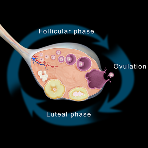 Cross-sectional view of ovary, graphic [2 of 4]