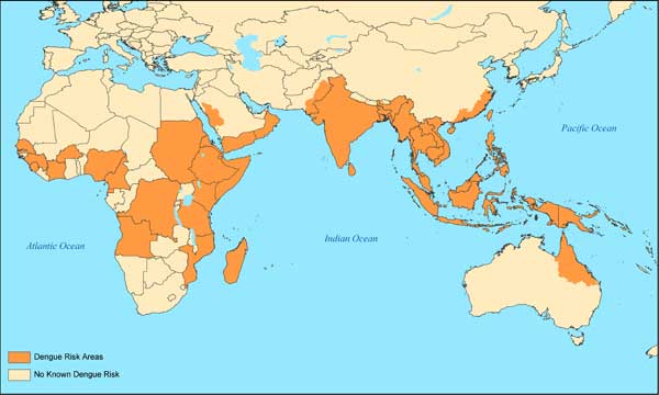 Genetically Modified Mosquitoes May Stop Spread of Dengue Fever ...