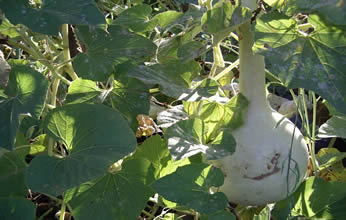 gourds to make shekeres