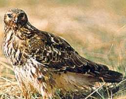 Northern Harrier