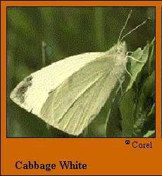 Cabbage White