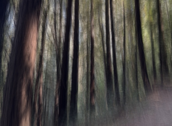 A blurry and distored picture taken in a Northern California redwood forest