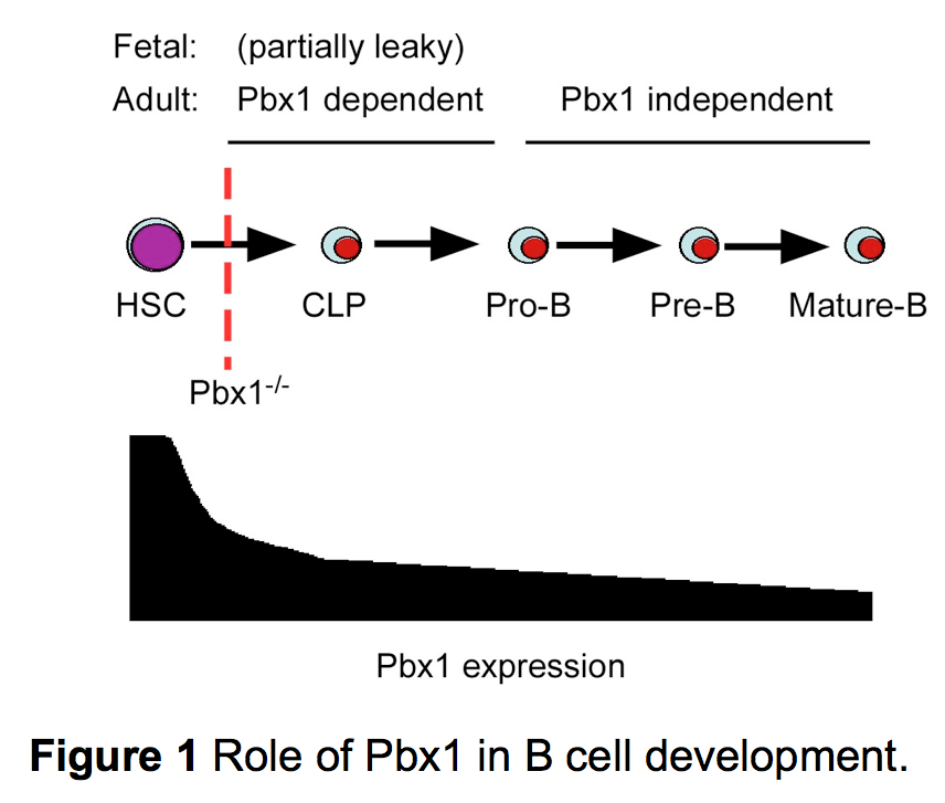 Text Box:        Figure 1 Role of Pbx1 in B cell development. 2007, Blood, 109:4191  