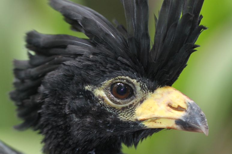 Curassow