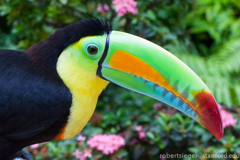 Toucans