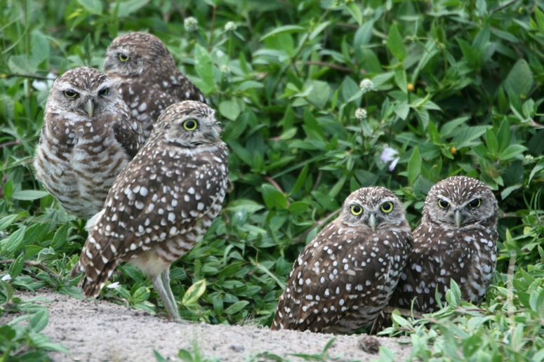 Owls